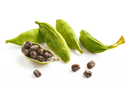 GREEN CARDAMOM Whole, 